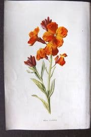 Hulme C1880 Antique Print. Wall Flower