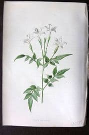 Hulme C1880 Antique Print. White Jessamine