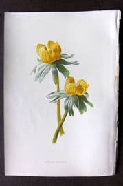 Hulme C1880 Antique Print. Winter Aconite