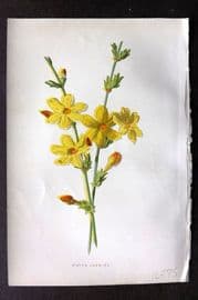 Hulme C1880 Antique Print. Winter Jasmine