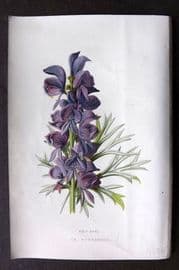 Hulme C1880 Antique Print. Wolf Bane or Mnnks Hood