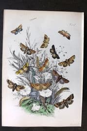 Humphreys 1860 Antique Hand Coloured Moth Print 25