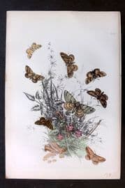 Humphreys 1860 Antique Hand Coloured Moth Print 36