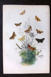 Humphreys 1860 Antique Hand Coloured Moth Print 37
