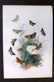 Humphreys 1860 Antique Hand Coloured Moth Print 39