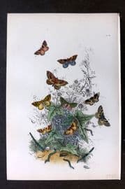 Humphreys 1860 Antique Hand Coloured Moth Print 40