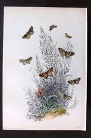 Humphreys 1860 Antique Hand Coloured Moth Print 41