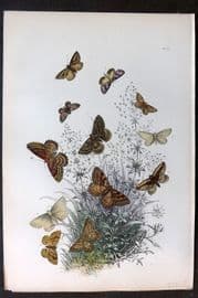 Humphreys 1860 Antique Hand Coloured Moth Print 42