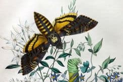 Humphreys & Westwood