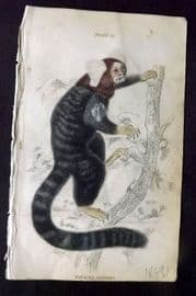 Jardine 1833 Hand Col Print. Striated Monkey 27
