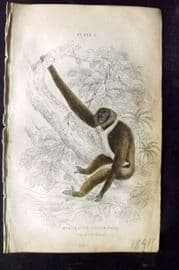 Jardine 1833 Hand Col Print. The Active Gibbon 05