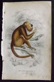 Jardine 1833 Hand Col Print. The Araguato 19