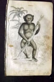 Jardine 1833 Hand Col Print. The Black Orang 01