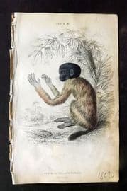 Jardine 1833 Hand Col Print. The Cacajao 26