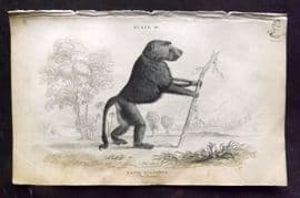 Jardine 1833 Hand Col Print. The Chacma 16