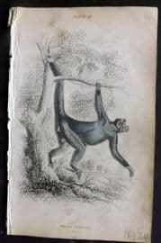 Jardine 1833 Hand Col Print. The Coaita 20