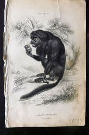 Jardine 1833 Hand Col Print. The Couxio 25