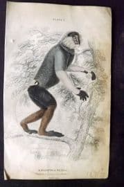 Jardine 1833 Hand Col Print. The Douc or Cochin-China Monkey 07