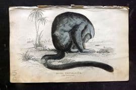 Jardine 1833 Hand Col Print. The Douroucouli 24