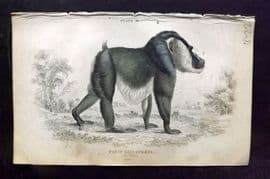 Jardine 1833 Hand Col Print. The Drill 18