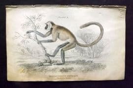 Jardine 1833 Hand Col Print. The Entellus Monkey 09