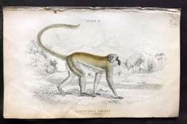 Jardine 1833 Hand Col Print. The Green Monkey 13