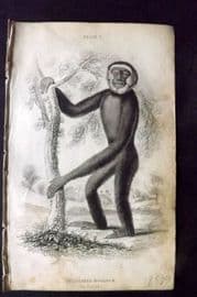 Jardine 1833 Hand Col Print. The Hoolock 03