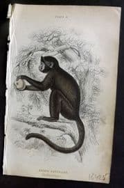 Jardine 1833 Hand Col Print. The Horned Sapajou 21