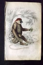 Jardine 1833 Hand Col Print. The Kahau or Proboscis Monkey 06