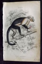 Jardine 1833 Hand Col Print. The Large-headed Sapajou 22