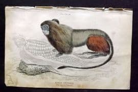 Jardine 1833 Hand Col Print. The Leonine Tamarin 29
