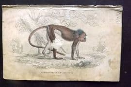 Jardine 1833 Hand Col Print. The Simpai 08