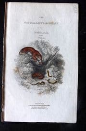 Jardine 1834 Illus. Title Page - Mammalia 2 Big Cats, Snake