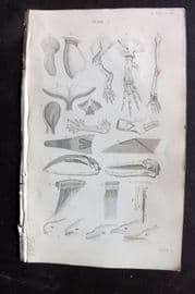 Jardine 1837 Antique Print. Anatomy of the Cetacea 01