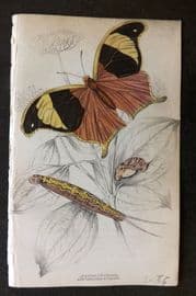 Jardine 1837 Hand Col Butterfly Print. Arpidea Chorinaea 23