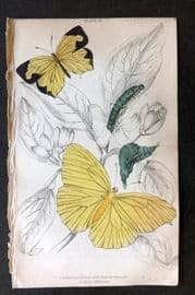Jardine 1837 Hand Col Butterfly Print. Callidryas Eubule, Terias Mexicana 08