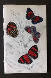 Jardine 1837 Hand Col Butterfly Print. Catagramma Condomanus, Pyramus 20