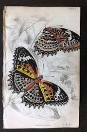 Jardine 1837 Hand Col Butterfly Print. Cethosia Cyane 14