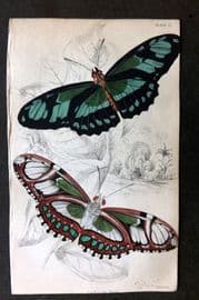 Jardine 1837 Hand Col Butterfly Print. Cethosia Dido 13