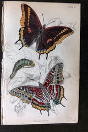Jardine 1837 Hand Col Butterfly Print. Charexes Jasius 16