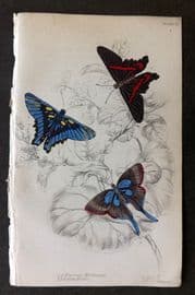 Jardine 1837 Hand Col Butterfly Print. Erycina Melibaeus, Laxura Alcides 25