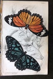 Jardine 1837 Hand Col Butterfly Print. Euploea Limniace & Plexippe 09