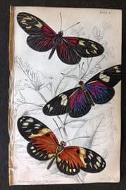 Jardine 1837 Hand Col Butterfly Print. Heliconia 11