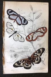 Jardine 1837 Hand Col Butterfly Print. Heliconia, Acracea 12
