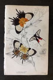 Jardine 1837 Hand Col Butterfly Print. Helicopis Cupido, Erycina Octavus 24