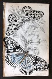 Jardine 1837 Hand Col Butterfly Print. Idea Agelia, Idea Daos 10