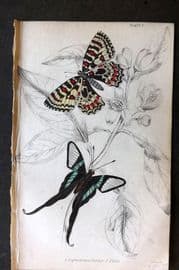 Jardine 1837 Hand Col Butterfly Print. Leptocircus Curus, Thais 05