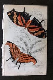 Jardine 1837 Hand Col Butterfly Print. Marius Tethys, Fabius Hippona 19