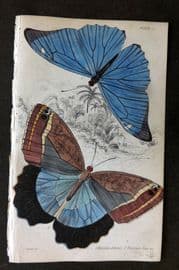 Jardine 1837 Hand Col Butterfly Print. Morpho Adonis, Pavonia Teucer 22