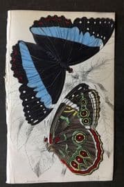 Jardine 1837 Hand Col Butterfly Print. Morpho Helenor 21